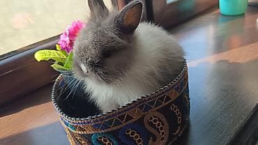 qiz dovsan adlari: Cinsler — 4