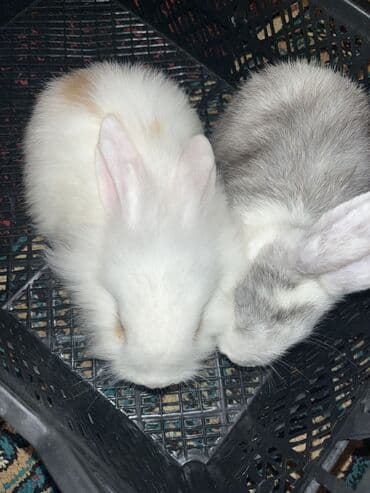 Akvariumlar: Sevimli dekorativ dovşanlar - Növ: dekorativ ev dovşanları (uzun — 1