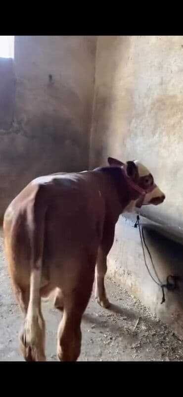 simmental ineklerin satisi: Satışda – sağlam, ətlik istiqamətli dana. Xüsusiyyətlər: - Cins tipi — 5