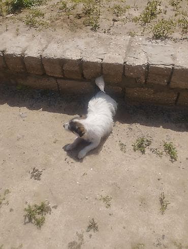 itlerin davasi: Pudel, 1 il, Erkek, Cütləşmə üçün, Ödənişli çatdırılma — 3