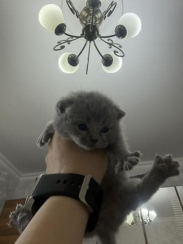 pişik yarım tip: Britan, Dişi — 6