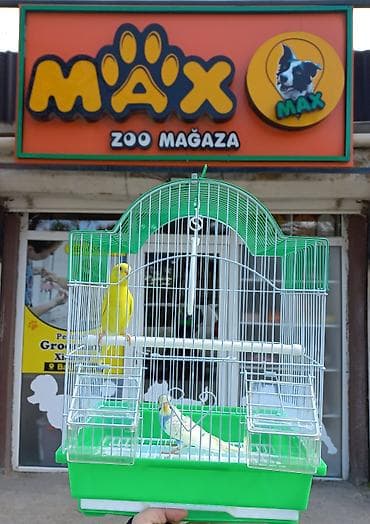maine coon azerbaycan: İki quş ve balaca qefes 35m Məhsul: Kiçik quşlar üçün — 1