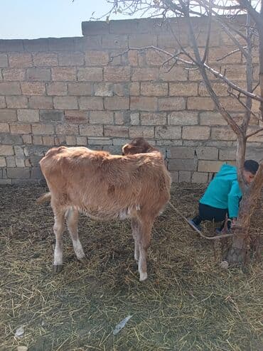 K/t heyvanları üçün mallar: Satlıq 1100 son yeridi super danadı hər şey yeyir super maldır — 3