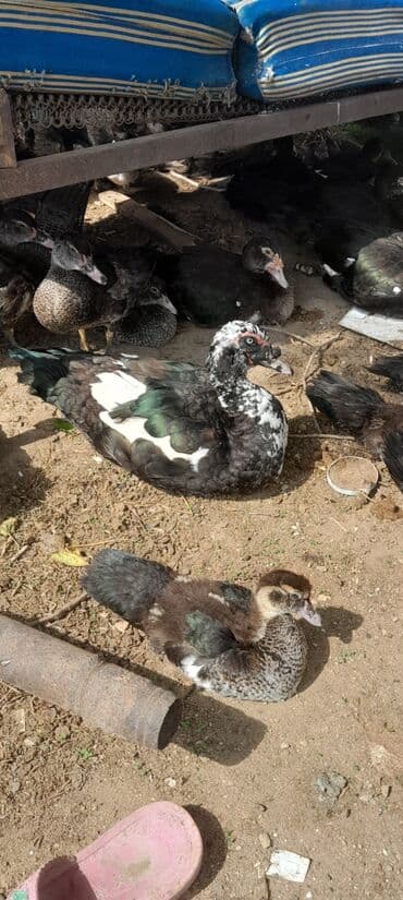 bildirçin satilir 80 qep: Digər quşlar — 2