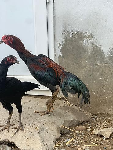 Samo xoruz 8 ci ayindadir qiymət sondur ciddi alıcılar narahat elesin