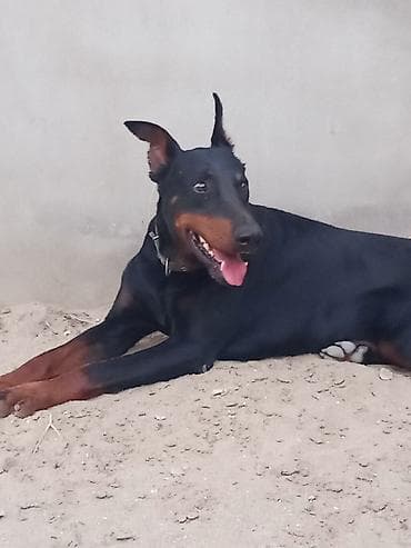 it: Doberman, 1 il, Erkek, Peyvəndli, Ünvandan götürmə — 3