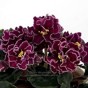 dibcek gulleri satisi: Fialka statiorlari 4azn. Saglam və yeni sortlar buyurun vatsap var — 8