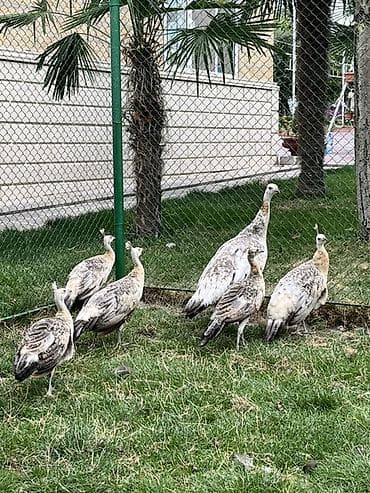 qus iran: Tavus quşları (heyvandarlıq/bağ üçün dekorativ quşlar) Qaraqanad tovuz — 1