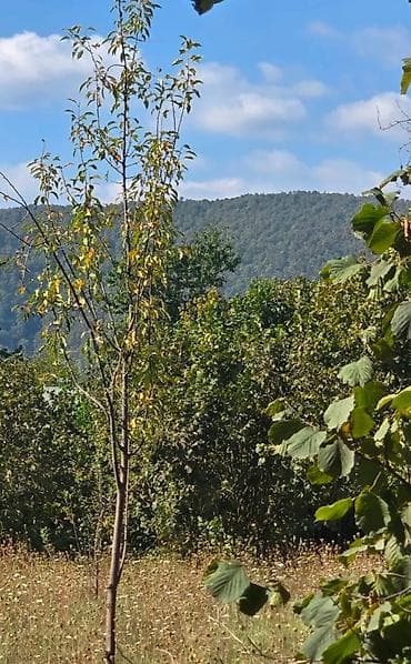 taxta evlerin qiymeti: 17 sot, Mülkiyyətçi, Kupça (Çıxarış) — 2