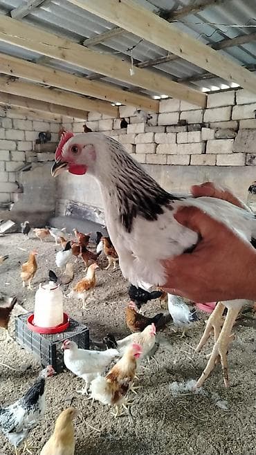 sultan xoruzu: Xoruz, il: 1, Ünvandan götürmə — 6
