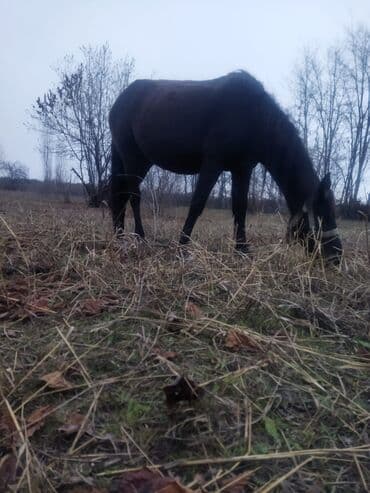 bu iti: Dişi, il: 8, Ünvandan götürmə — 2