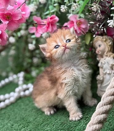 Akvariumlar: Zərif, qalın tüklü, şaftalı rəng tonlarında balaca pişik balası — 2