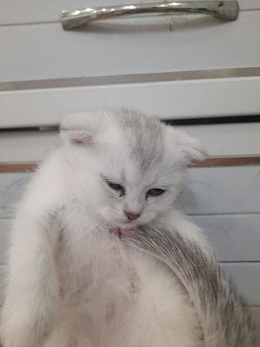 dişi pişik: Şotland yastı qulaq, Dişi, Yaxşı əllərə, Ünvandan götürmə — 3