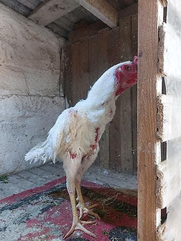 cucəsi: Toyuq cücələri, Damazlıq — 5