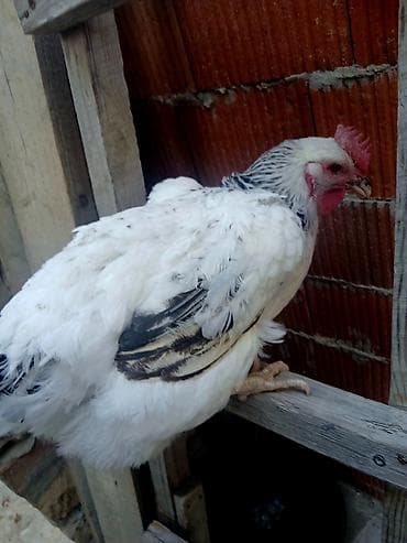Heyvanlar: Toyuq, Yumurtalıq — 3