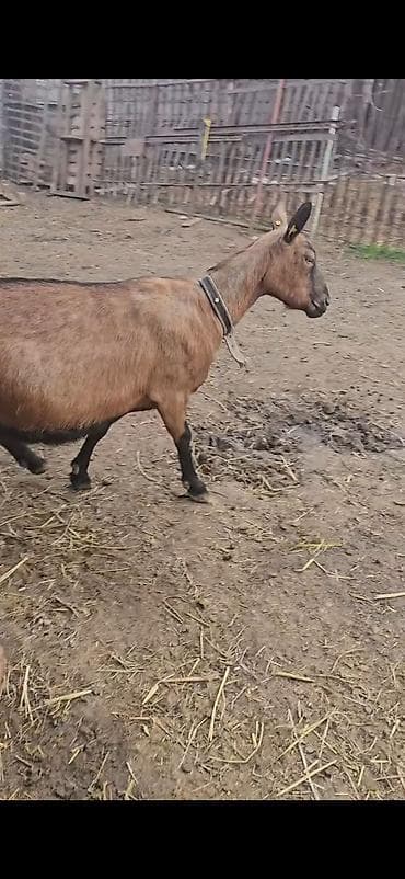 iri buynuzlu: Südqocalı dişi keçi - Cins: südlük tipli, qəhvəyi-qara rəngdə — 5