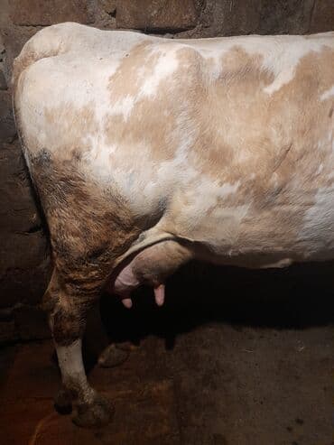 yerli cins inekler: 22 litir sùd verir.Oz qapimin heyvanidir.2 aydir bala verib .4-cù — 2