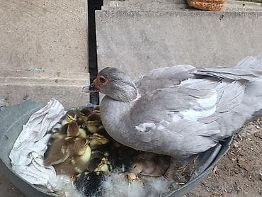 it bala: Satılır. Ana lavanda ata krasnadar. 10 baladı. biri 5 AZN. ana ilə — 2