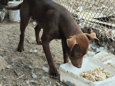 3 ay, Dişi, Peyvəndli