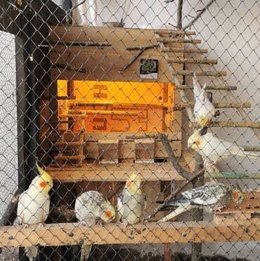 9 ədəd korella bir ailədən çoxalıb. Hazırda 4 cüt dur yumurtlayır