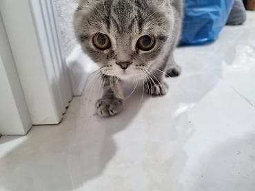 munchkin pişik: Şotland yastı qulaq, Erkək, Yaxşı əllərə, Pulsuz çatdırılma — 2