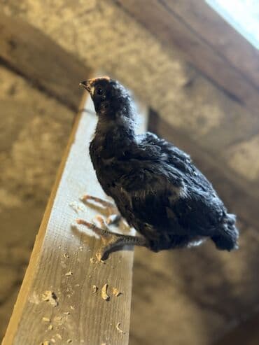 cuce setkasi: Toyuq cücələri, Ətlik — 5