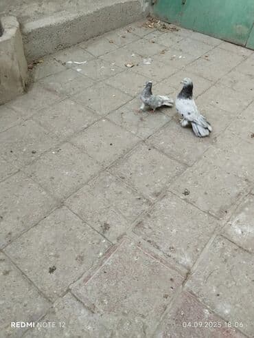 Quşlar: Hazır cütdülər.Soğan ebrew qizğin erkək 18 tükdür.Maya 13-14 tük — 1