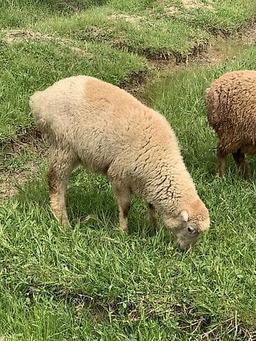 Məhsul: Quzu erkəy (ağ-bej rəngli, qıvırcıq yunlu) Təsvir: - Otlaqda