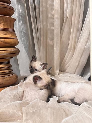 pişik siam: Siam — 4