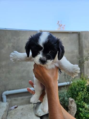 qiz it adlari: 2 ay, Dişi, Ödənişli çatdırılma — 6