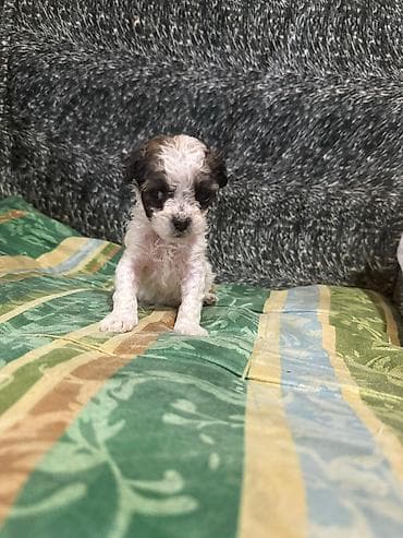 Pudel, 1 ay, Dişi — 2