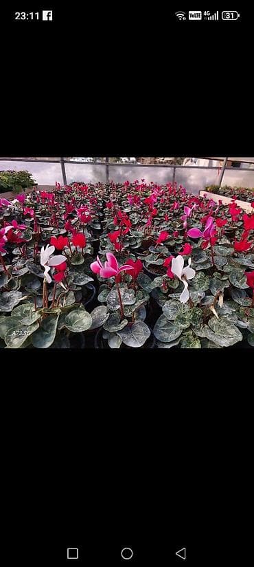 yaz fesline aid sekiller: Siklamen gülləri solmayan güllər hər fəsildə gül açır — 2