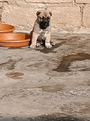 itlərin qiymətləri: Qurdbasar, 1 ay, Erkek, Ünvandan götürmə — 3