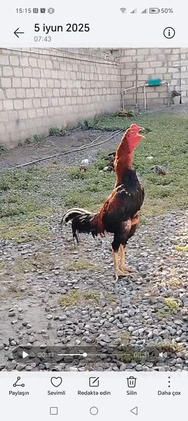 kənd cucesi: Xoruz, Heyratı, il: 2, Ödənişli çatdırılma — 2