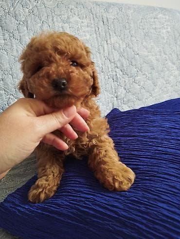 it itib: Pudel, 2 ay, Erkek — 5