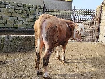 simental inək: Simental tipli dana - Cins: Simental tipli, ətlik istiqamət - Rəng — 9