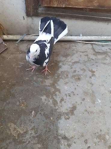 it satisi 2021: 18-19-20 tüklərdi.Tək tək qiymət fərqlidi.Hamısını götürən olsa üst — 2