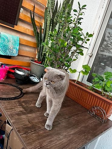 erkey pisik adlari: Ev pişiyi balaları – müxtəlif cins və rənglər Təsvir: - Şəkillərdə — 8