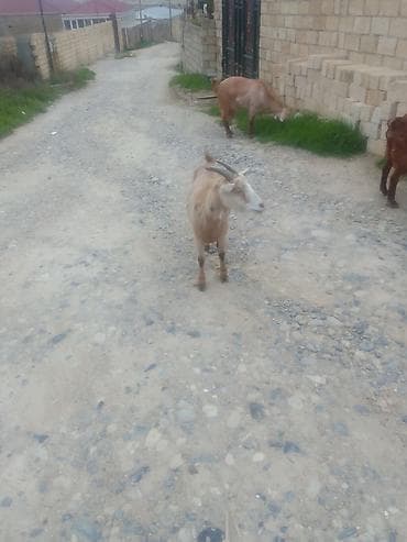 ucuz keci: Qoyun-keçi təsərrüfatı üçün yerli cins keçilər Məhsul: Qəhvəyi-bej — 1