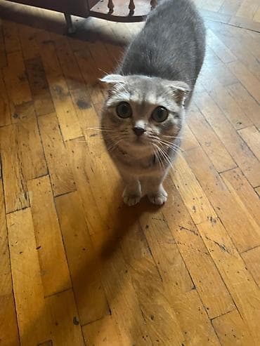 Şotland yastı qulaq