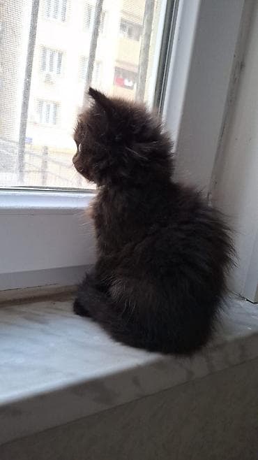 pisik adlari rusça: Yaxşı əllərə — 3