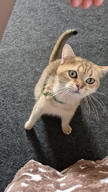 Akvariumlar: Qızıl şinşilla, Erkək, Cütləşmə üçün — 4