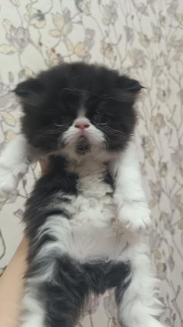 Digər heyvanlar: Ekzot — 4