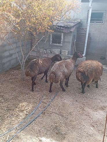 canavar balasi satilir: Dişi, Qala, il: 2, 90 kq, Damazlıq, Ünvandan götürmə — 7