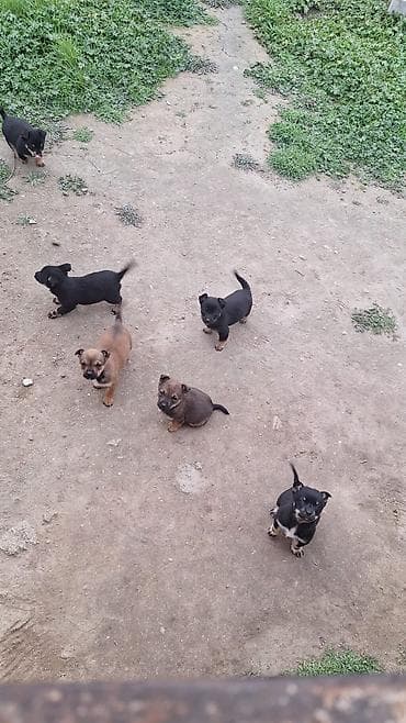 su donuzcuğu: Peyvəndli — 3