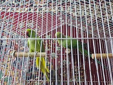 quş sesleri: Erkey maya ojirelivi 3illik jnvan yasamal — 2