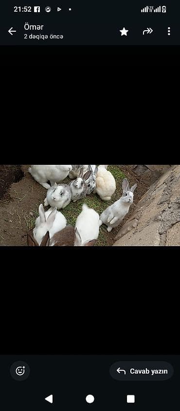 ag xoruz: Saxlanılan ev dovşanları – müxtəlif rəng və naxışlarda (ağ, boz, krem — 6