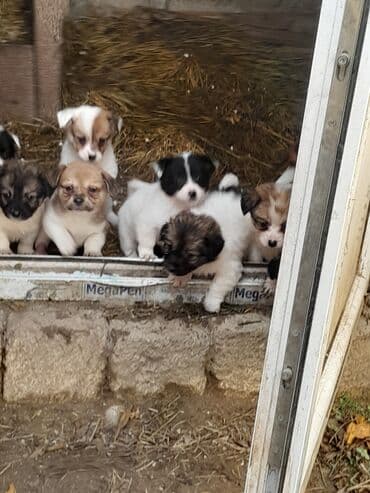 it balaları satilir: 2 ay, Dişi, Peyvəndli — 3