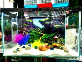 фильтр для аквариума: 🐠 NALASA Akvaryum Dünyası 🐠 - Hazır, istənilən növ akvaryumlar — 1