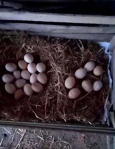 cuce satilir: Куриные цыплята, Для разведения — 7